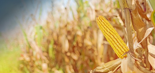 corn-stalk-crop-735-350-2