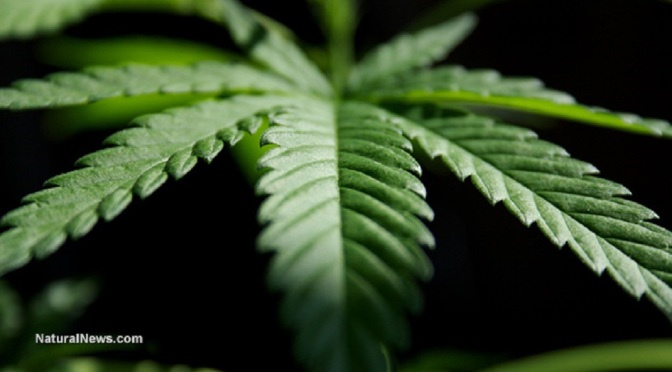 Marijuana-Plant-Leaf-Close-Up