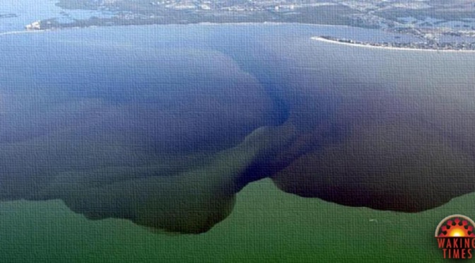 Florida’s Largest Lake is Now a Toxic Wasteland, a Victim of Politics as Usual Toxic-water-1