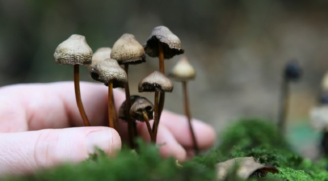 Magic Mushroom Legalization Gets Nod to Move Toward California Ballot