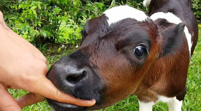 Half A Billion Fewer Animals Were Killed Since 2007 Because People Are Eating Less Meat