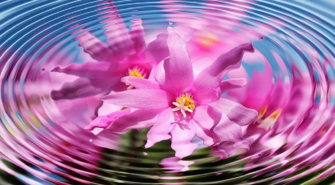 How The Vibration Of A Flower Can Provide Energy Healing