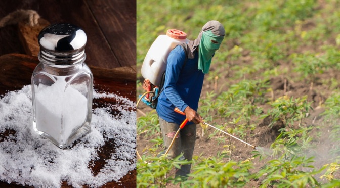 Latest GMO Propaganda: Roundup is Less Toxic Than Table Salt