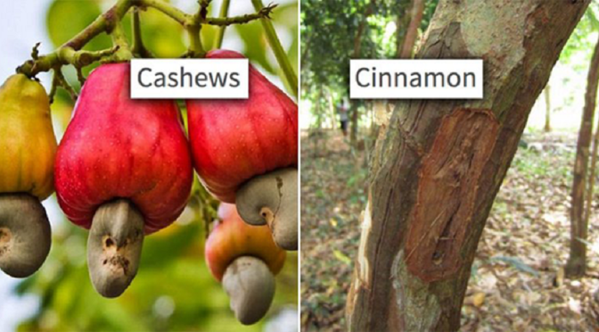 12 Weird Foods – No One Knows How They Are Grown