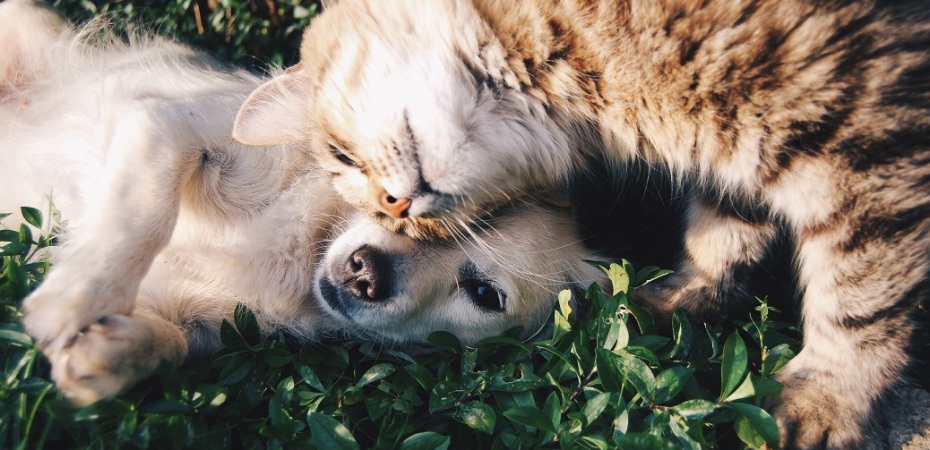 What CBD Oil Could Do For The Health of Your Pets  Krista-mangulsone-53122-unsplash